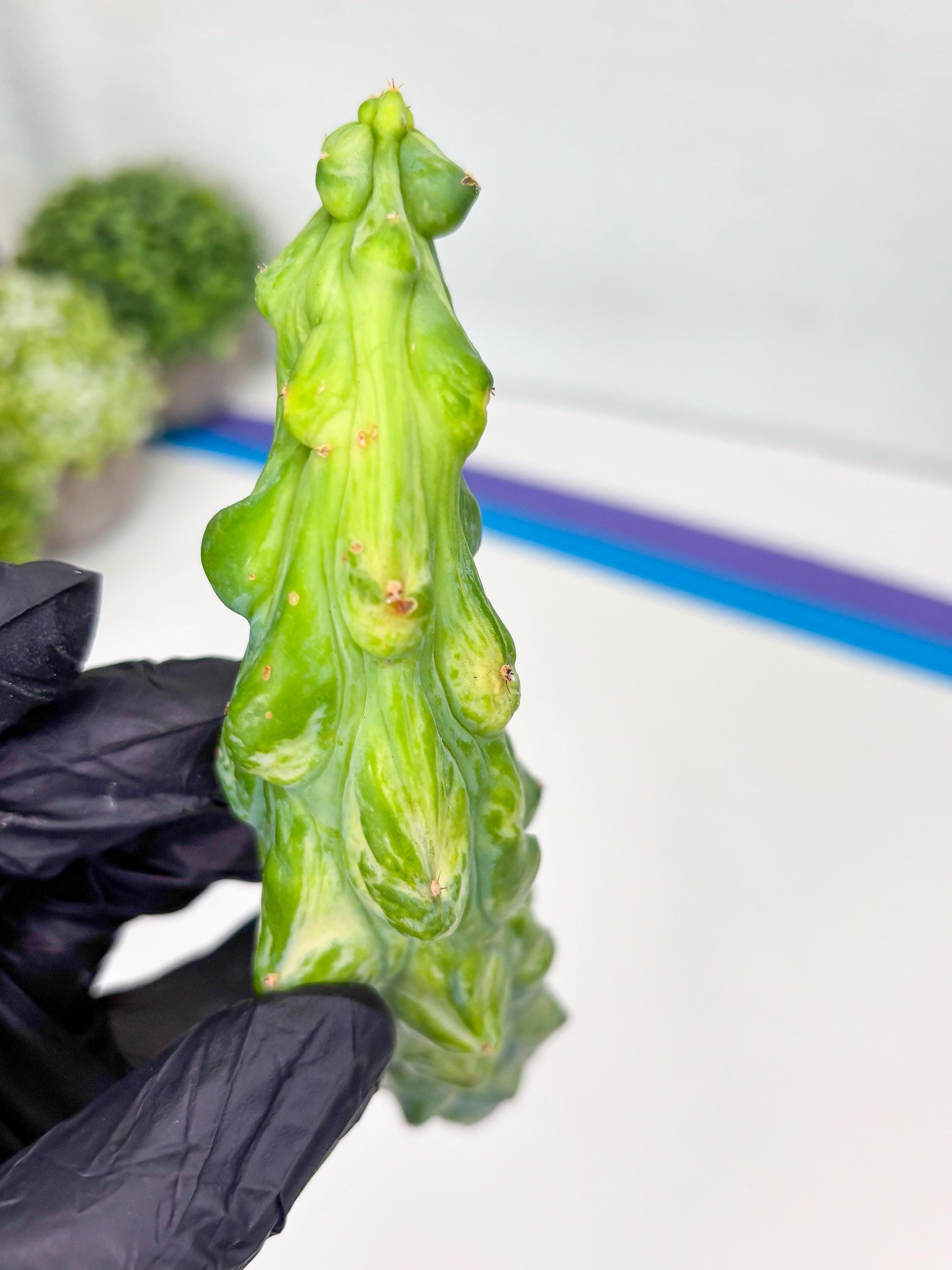 Variegated Bobbie Cactus | Imported Plant