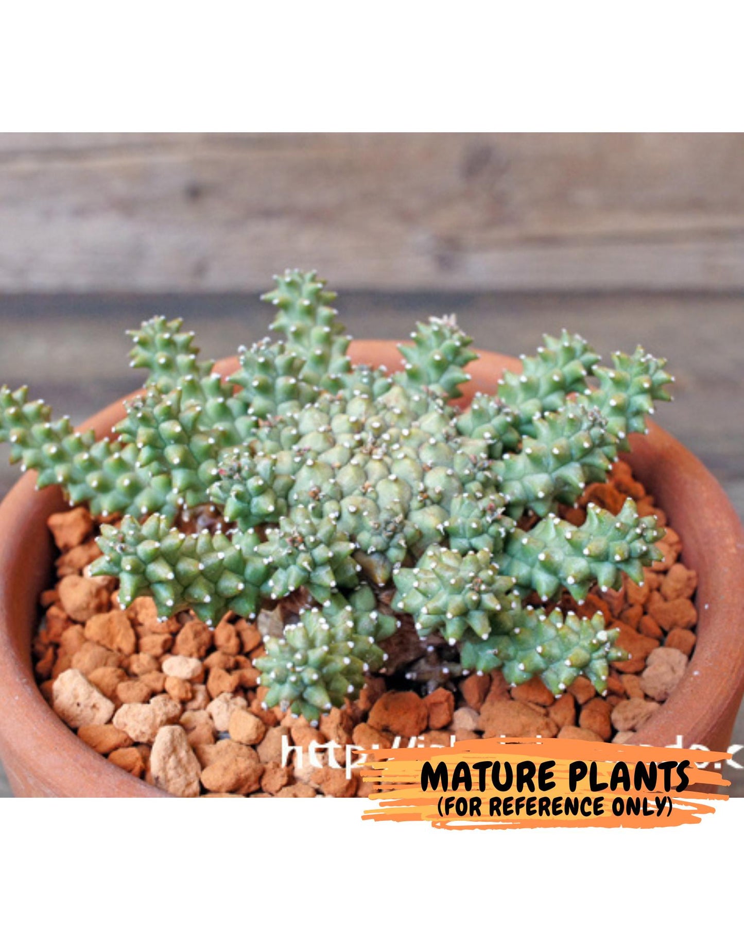 Euphorb atroviridis (G) | ONLY for Advanced Grower!!