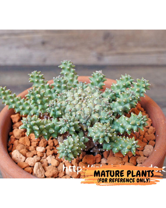 Euphorb atroviridis (Y) | ONLY for Advanced Grower!!