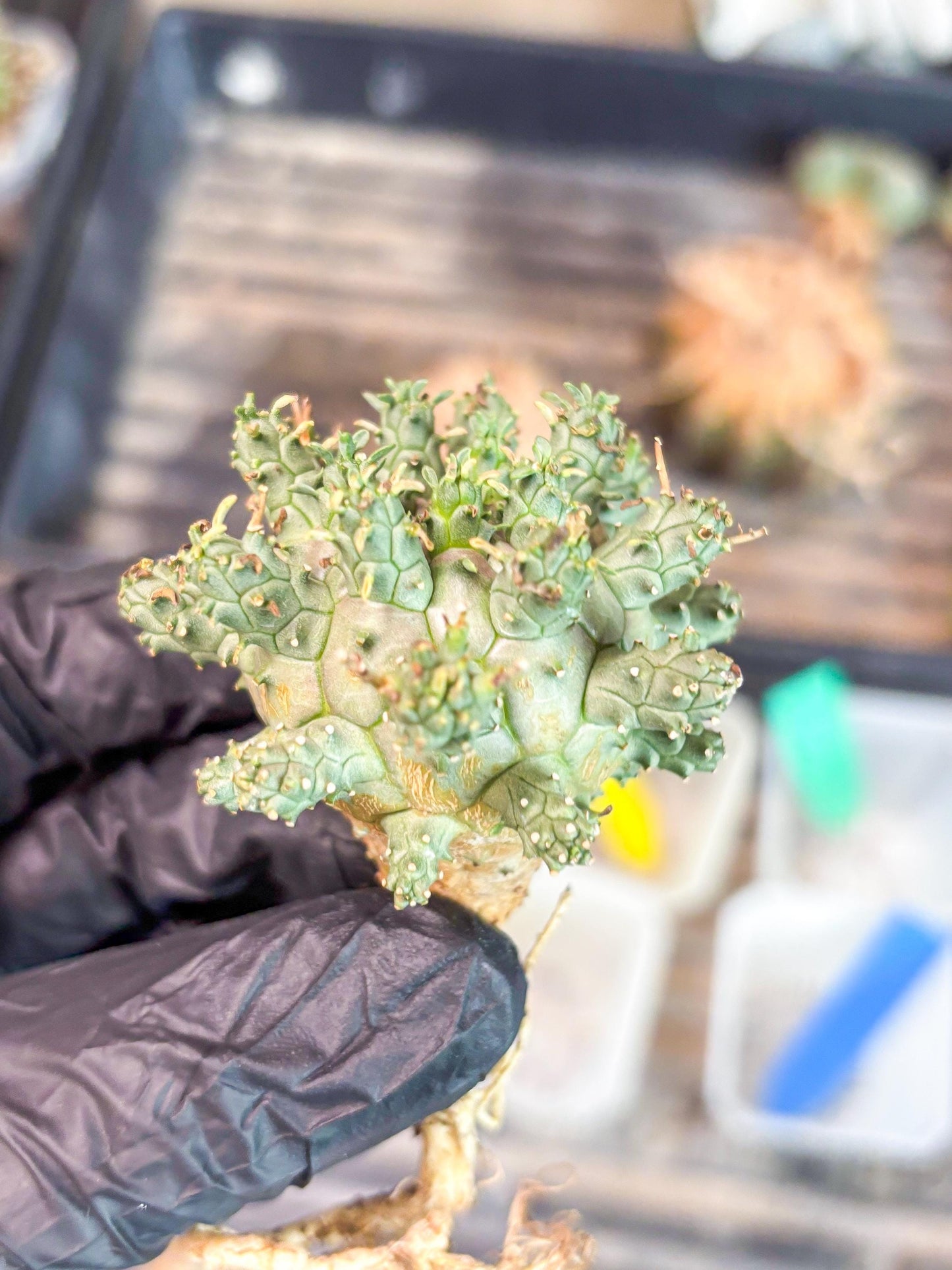 Euphorb atroviridis (Y) | ONLY for Advanced Grower!!