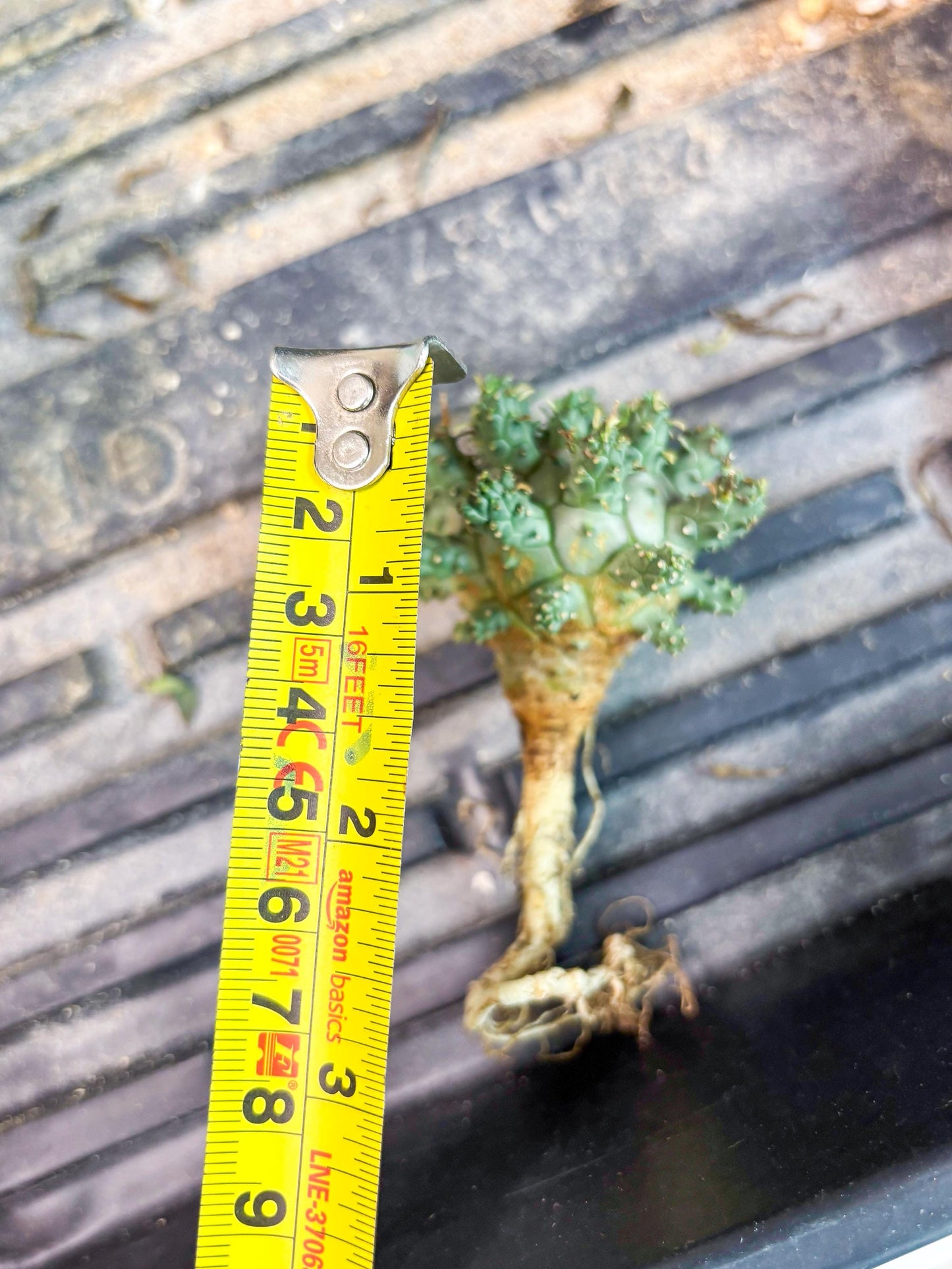 Euphorb atroviridis (Y) | ONLY for Advanced Grower!!