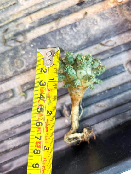 Euphorb atroviridis (Y) | ONLY for Advanced Grower!!