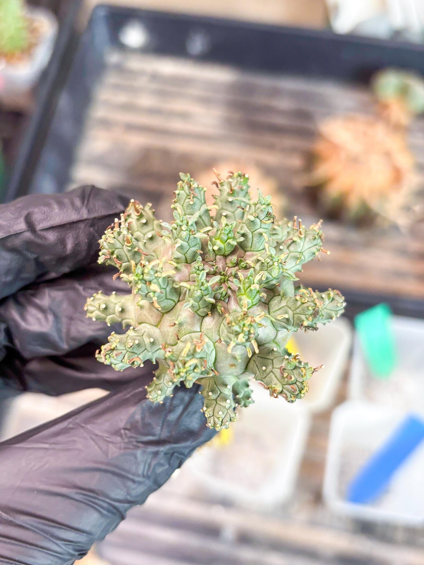 Euphorb atroviridis (Y) | ONLY for Advanced Grower!!