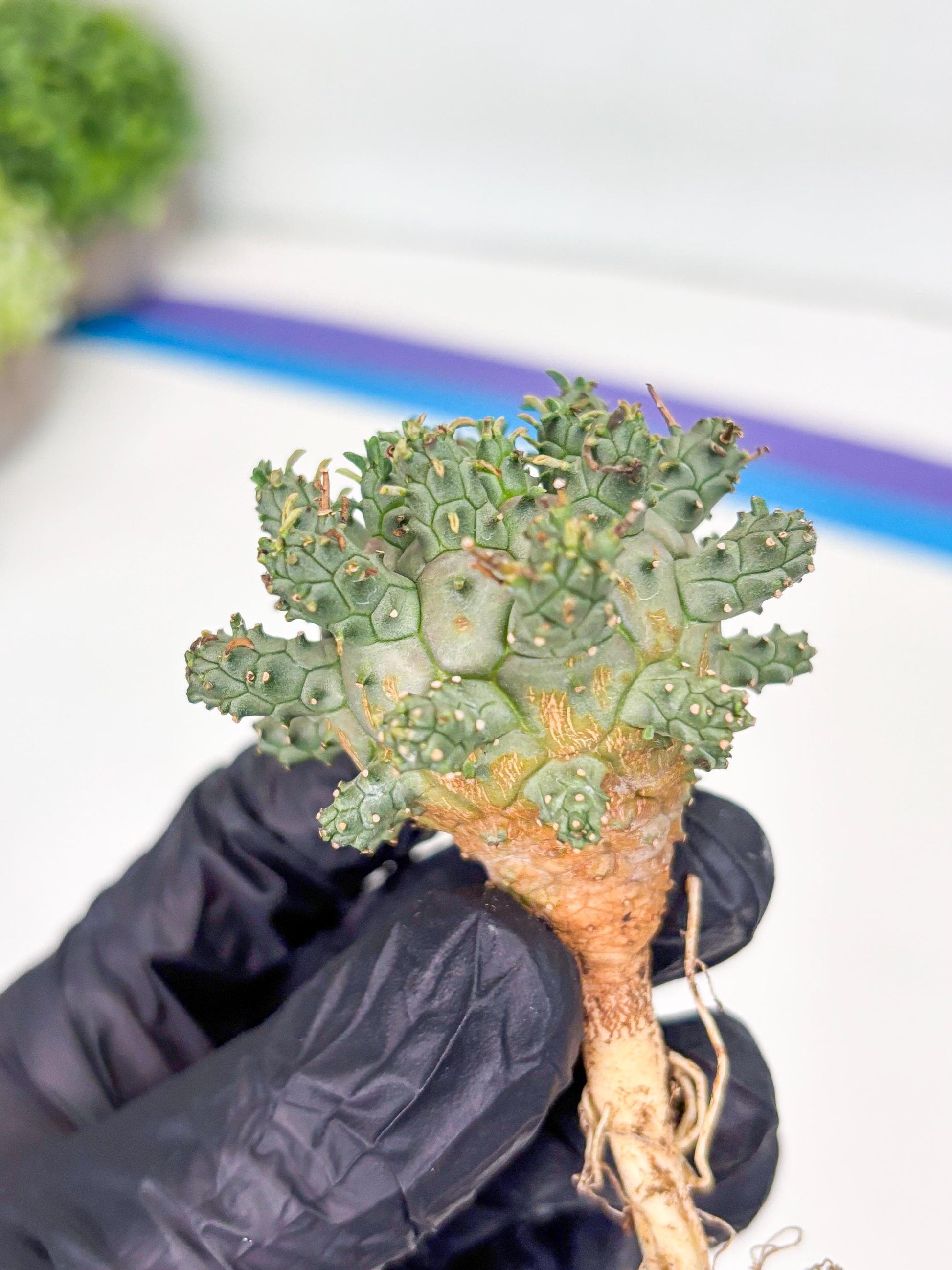 Euphorb atroviridis (Y) | ONLY for Advanced Grower!!