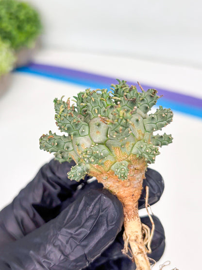 Euphorb atroviridis (Y) | ONLY for Advanced Grower!!