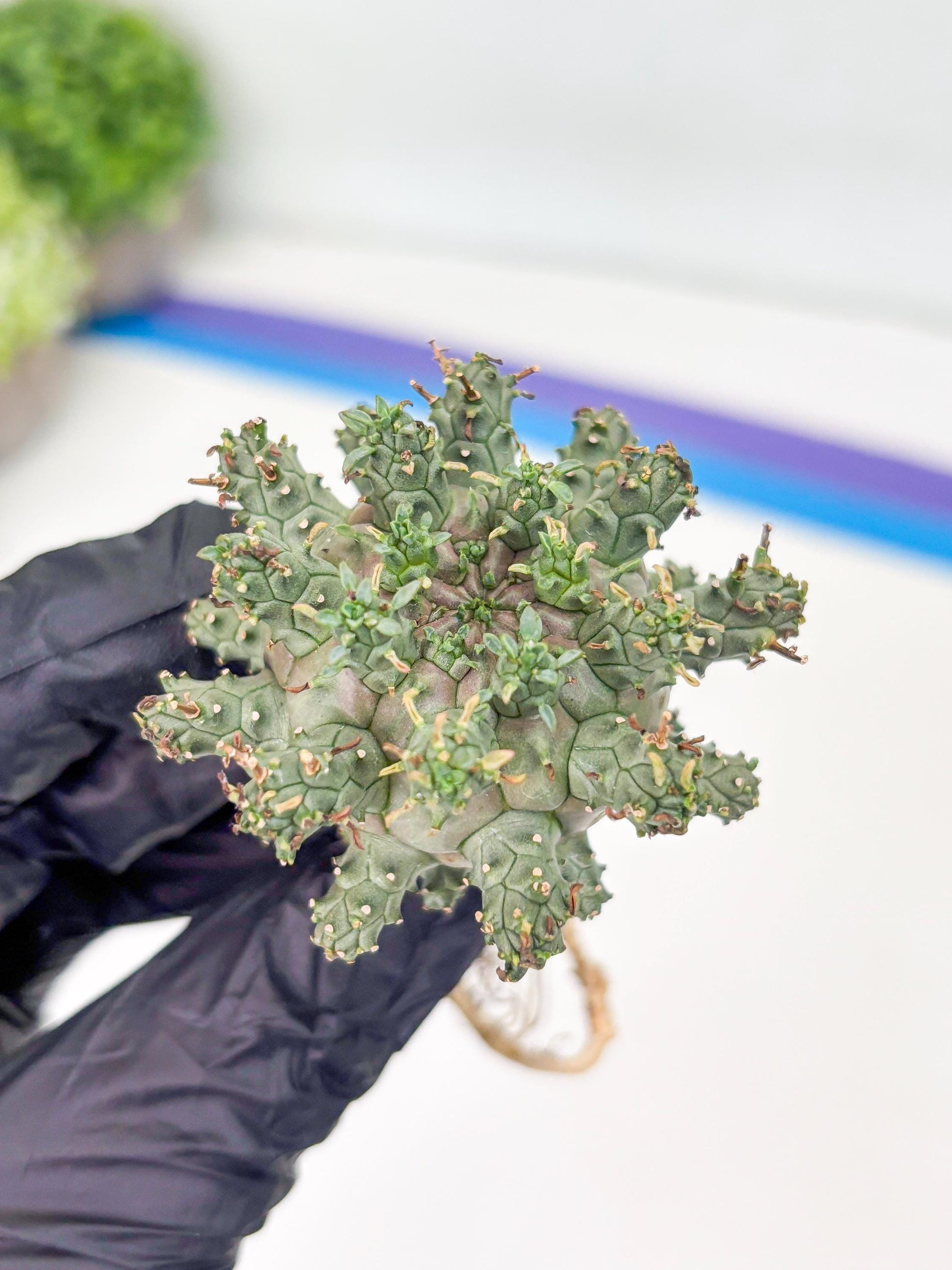 Euphorb atroviridis (Y) | ONLY for Advanced Grower!!