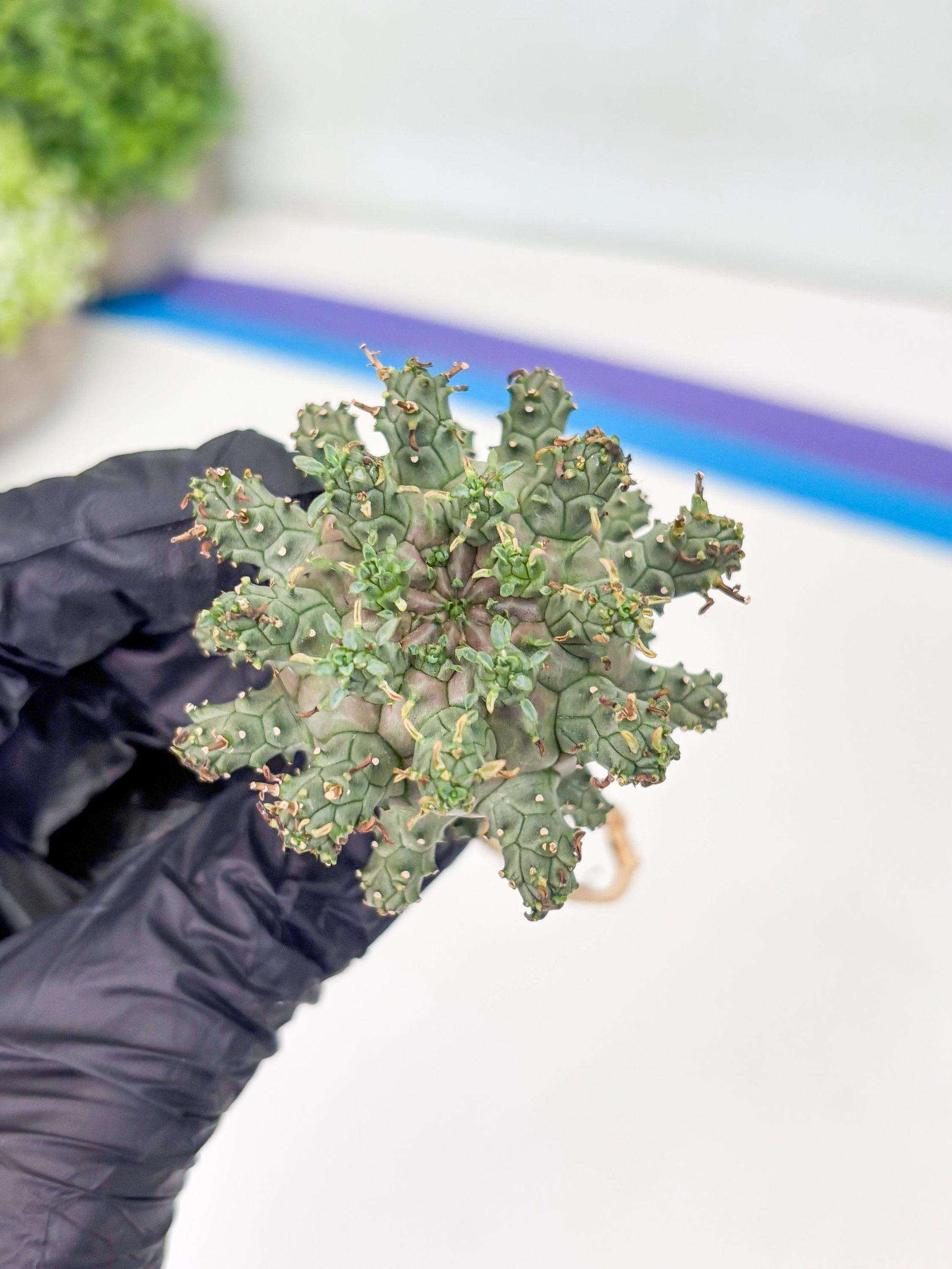 Euphorb atroviridis (Y) | ONLY for Advanced Grower!!