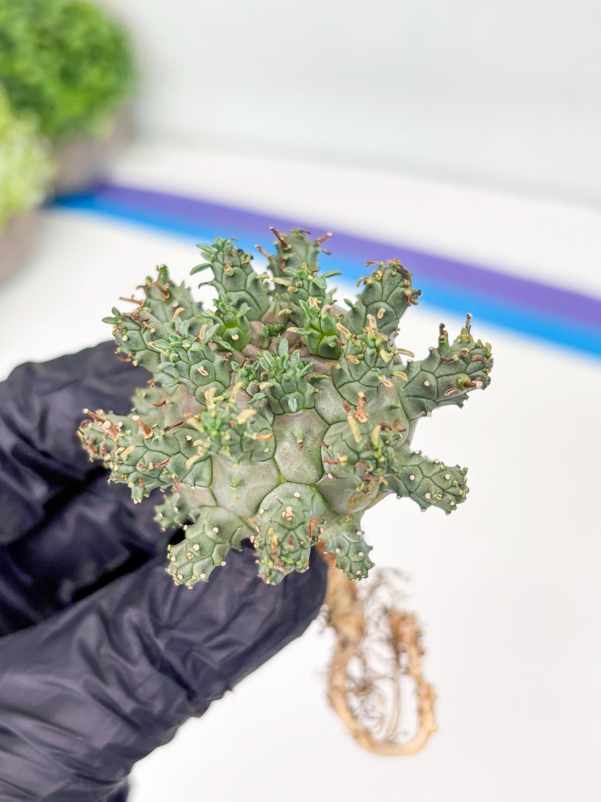 Euphorb atroviridis (Y) | ONLY for Advanced Grower!!