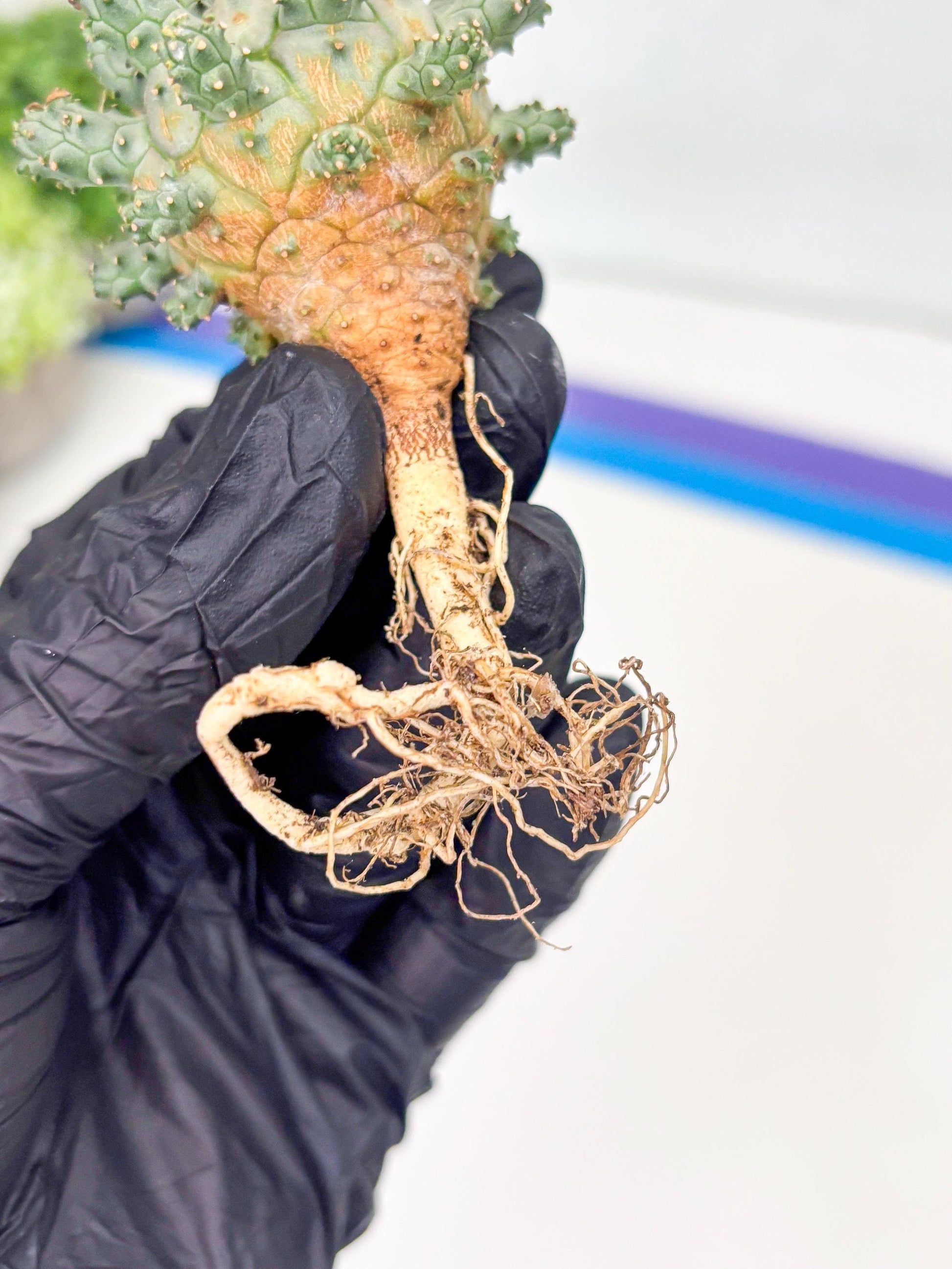 Euphorb atroviridis (Y) | ONLY for Advanced Grower!!