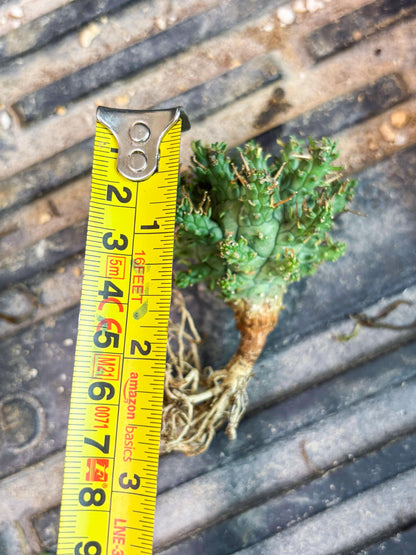 Euphorb atroviridis (G) | ONLY for Advanced Grower!!