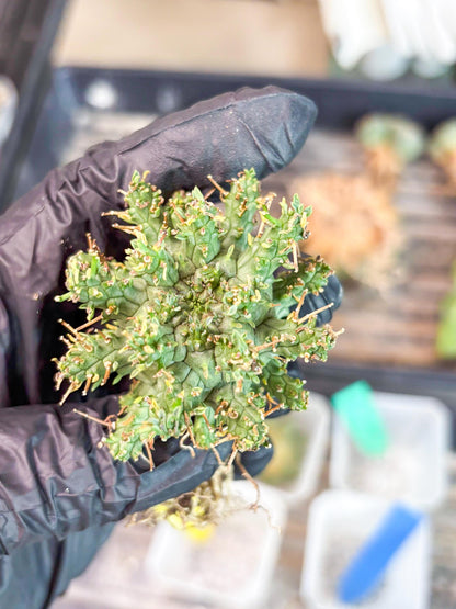 Euphorb atroviridis (G) | ONLY for Advanced Grower!!