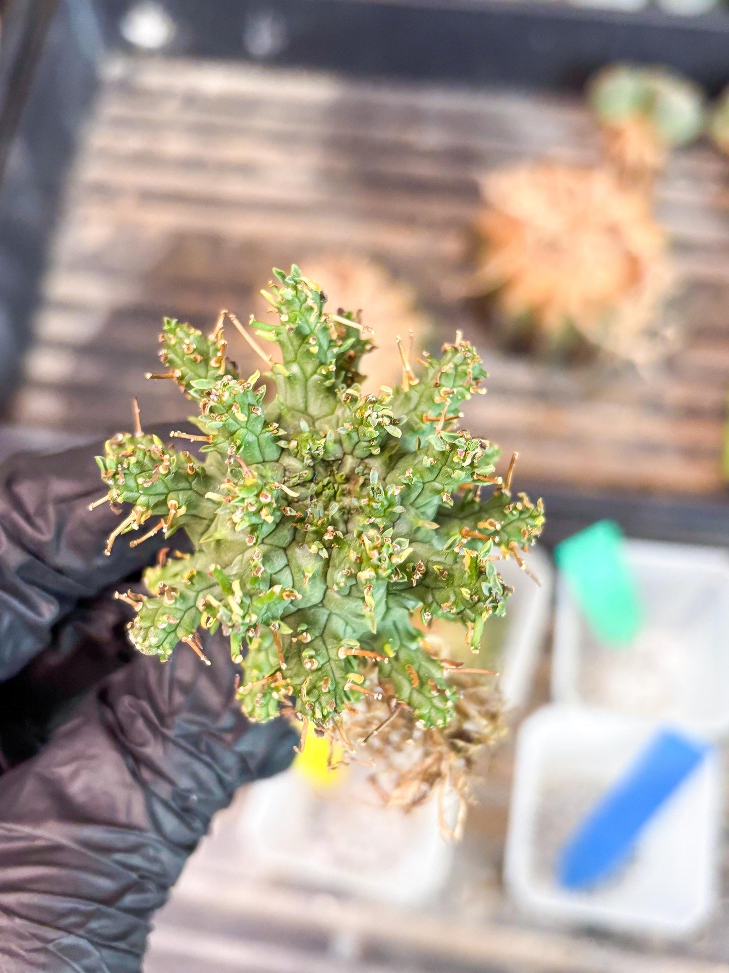 Euphorb atroviridis (G) | ONLY for Advanced Grower!!