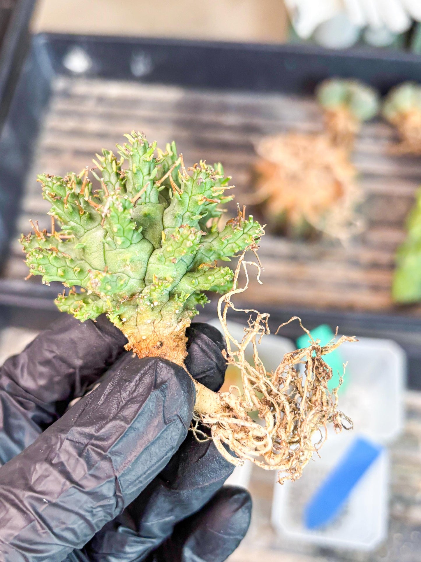 Euphorb atroviridis (G) | ONLY for Advanced Grower!!