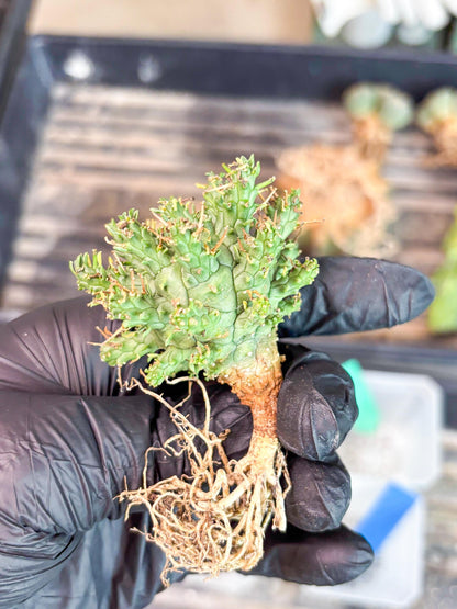 Euphorb atroviridis (G) | ONLY for Advanced Grower!!