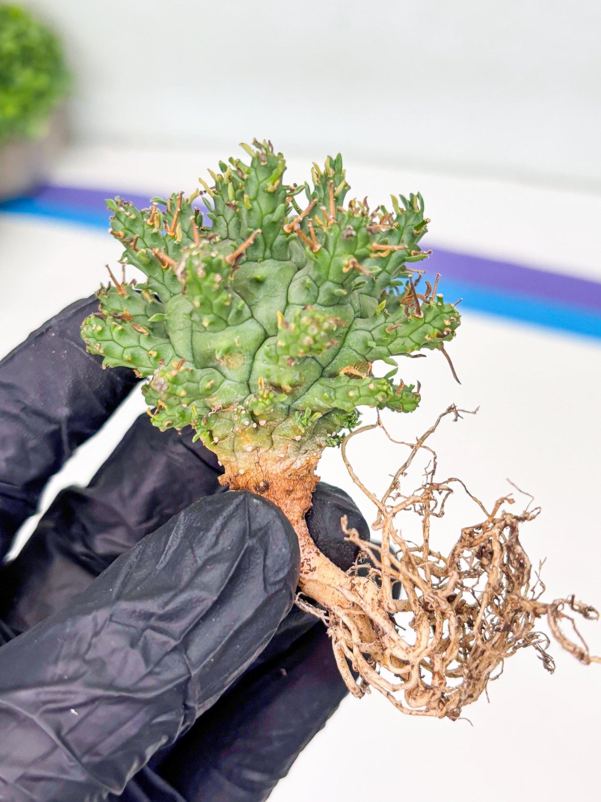 Euphorb atroviridis (G) | ONLY for Advanced Grower!!