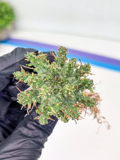 Euphorb atroviridis (G) | ONLY for Advanced Grower!!