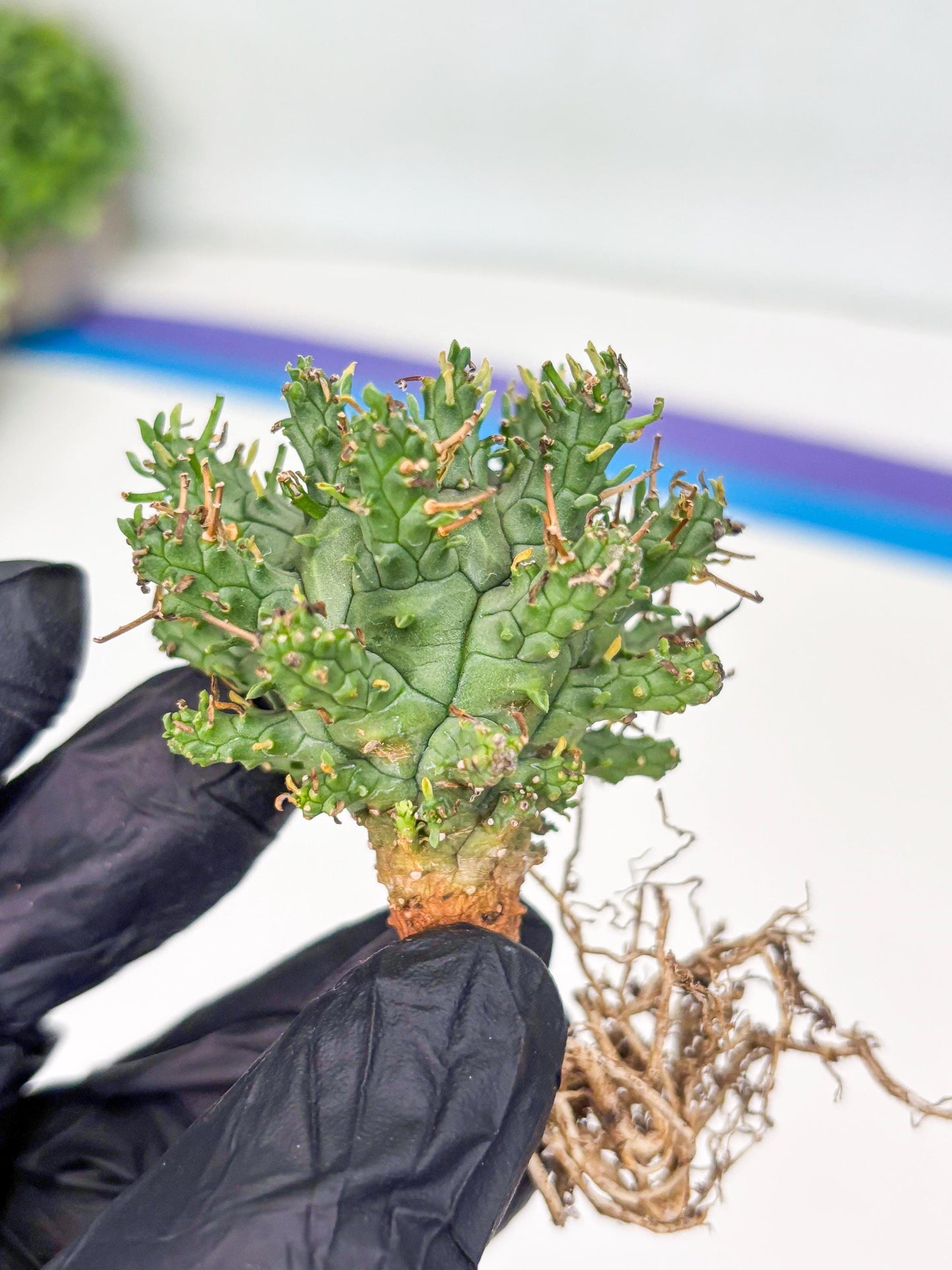 Euphorb atroviridis (G) | ONLY for Advanced Grower!!