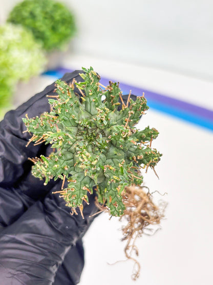 Euphorb atroviridis (G) | ONLY for Advanced Grower!!