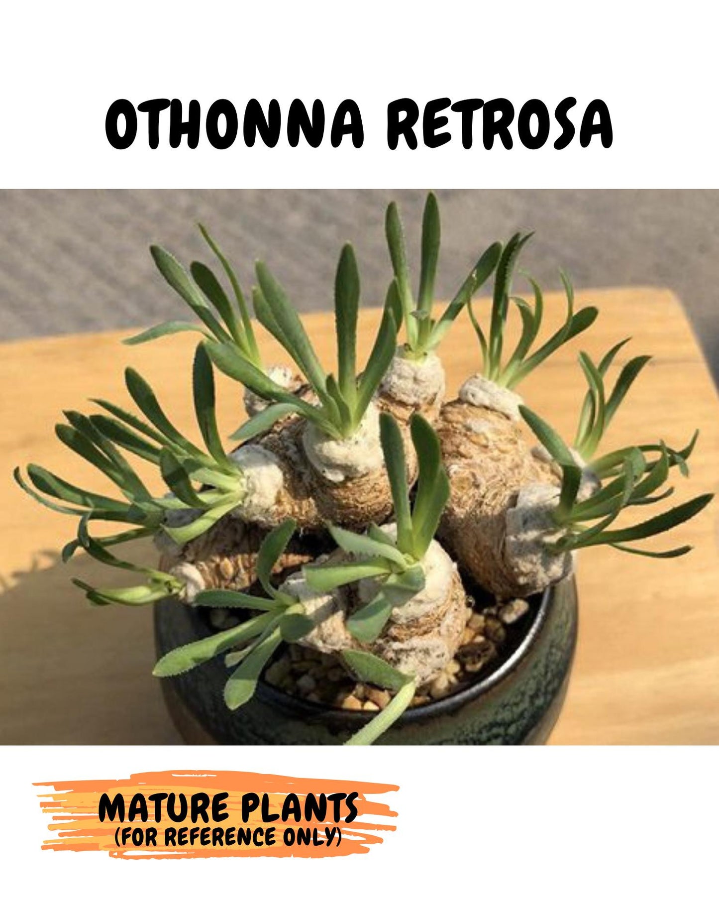 Rare Cactus (Blue) | ONLY for Advanced Grower!!