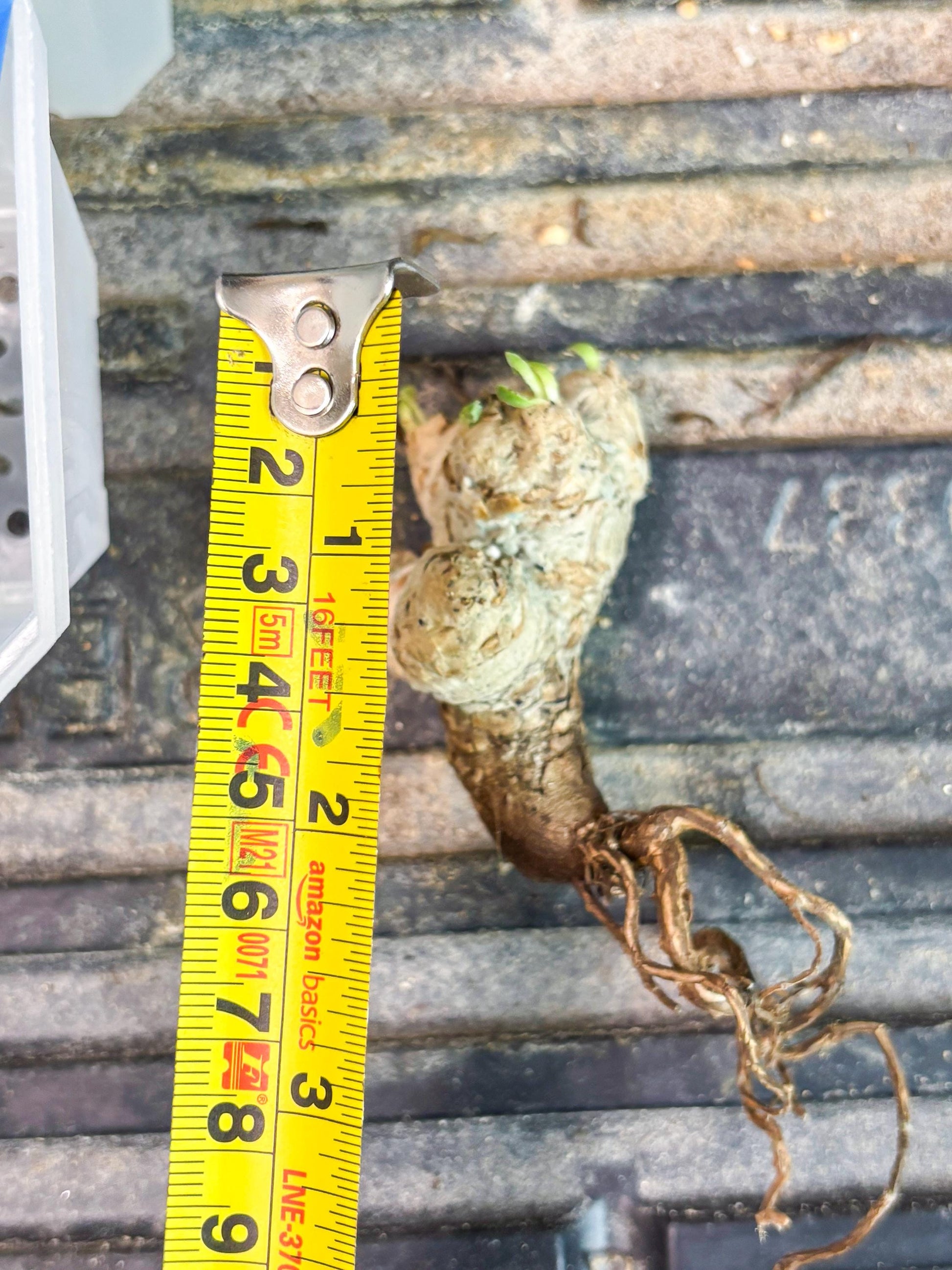 Rare Cactus (Y) | ONLY for Advanced Grower!!