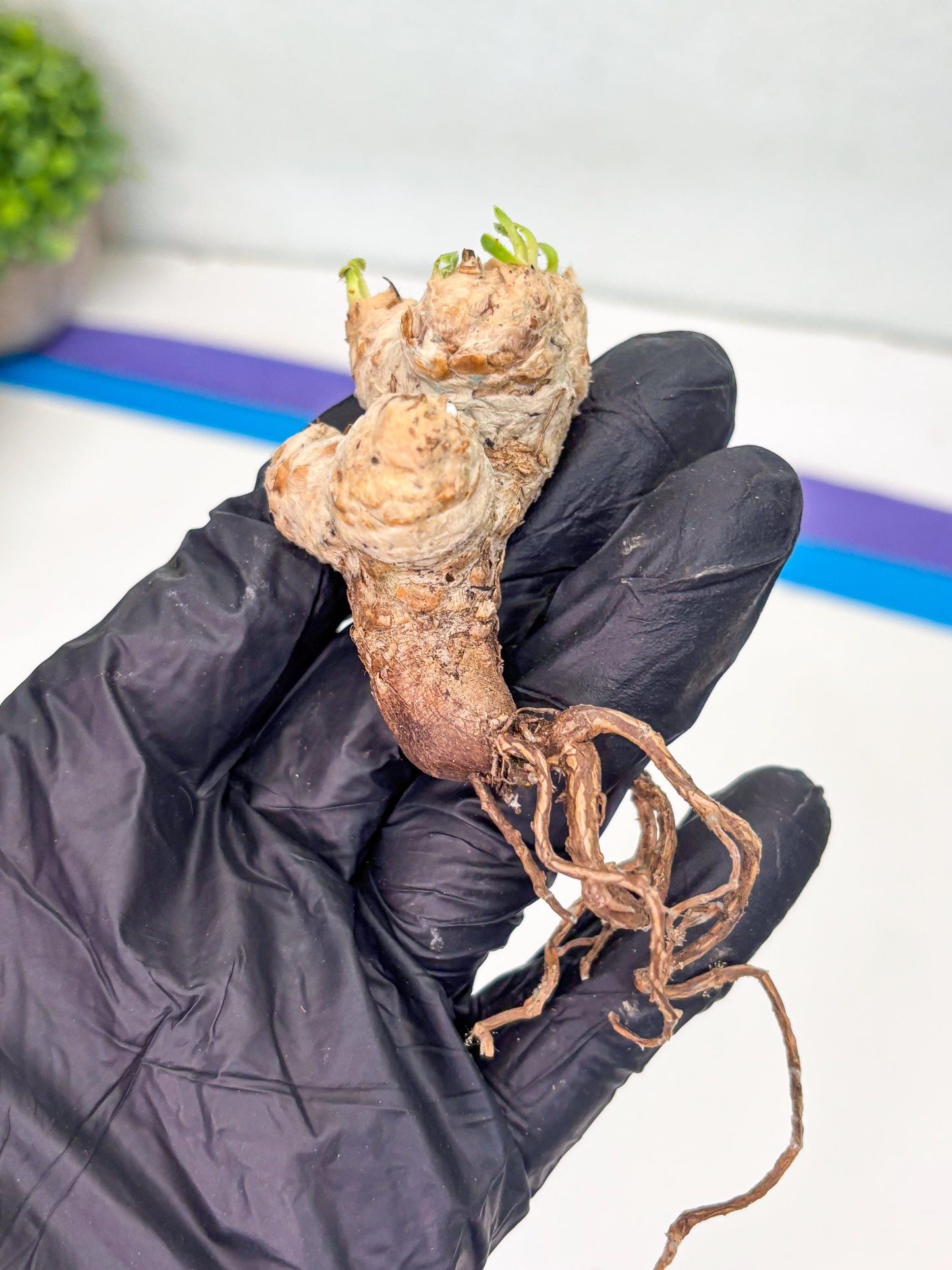 Rare Cactus (Y) | ONLY for Advanced Grower!!