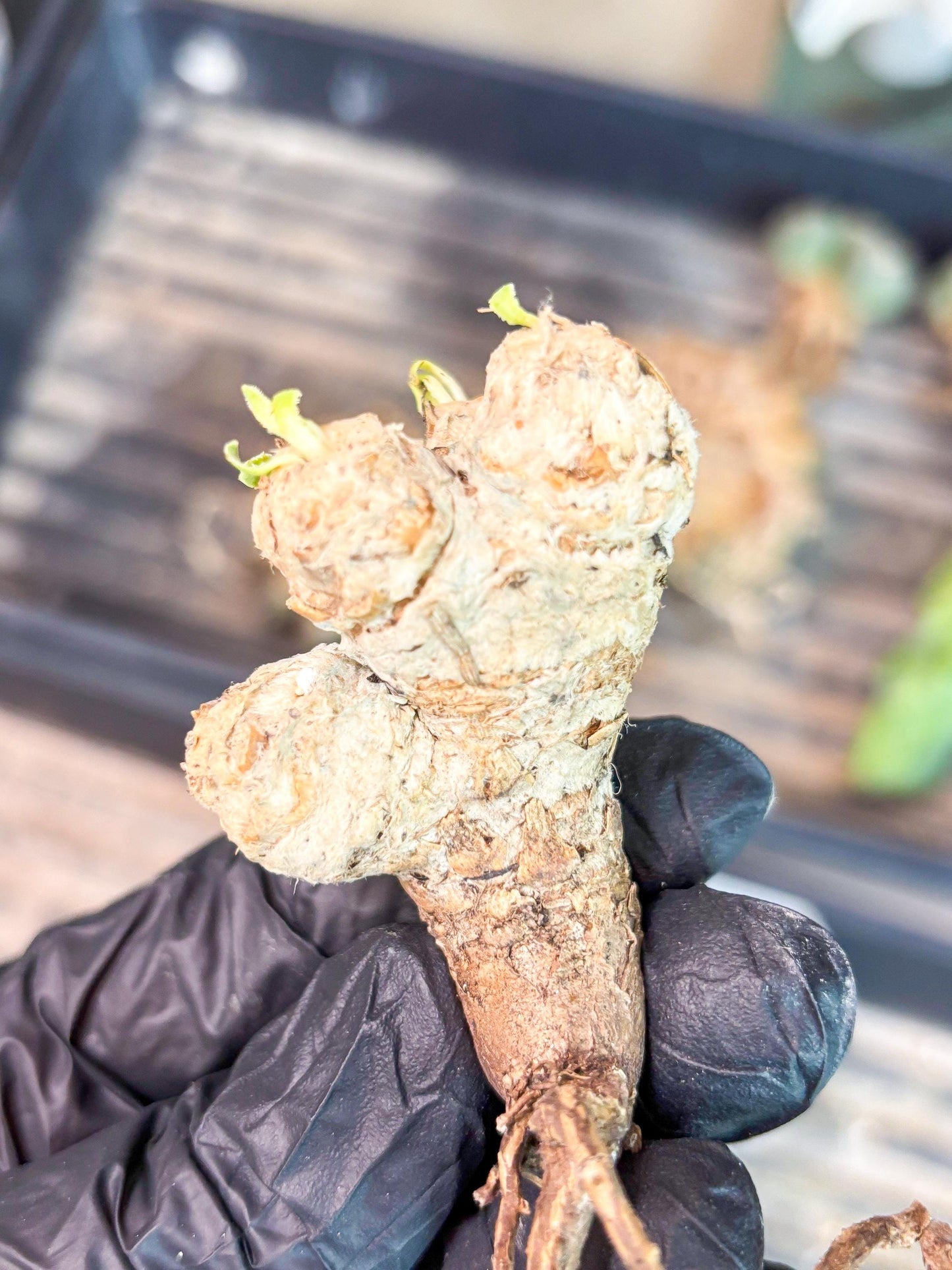 Rare Cactus (Y) | ONLY for Advanced Grower!!