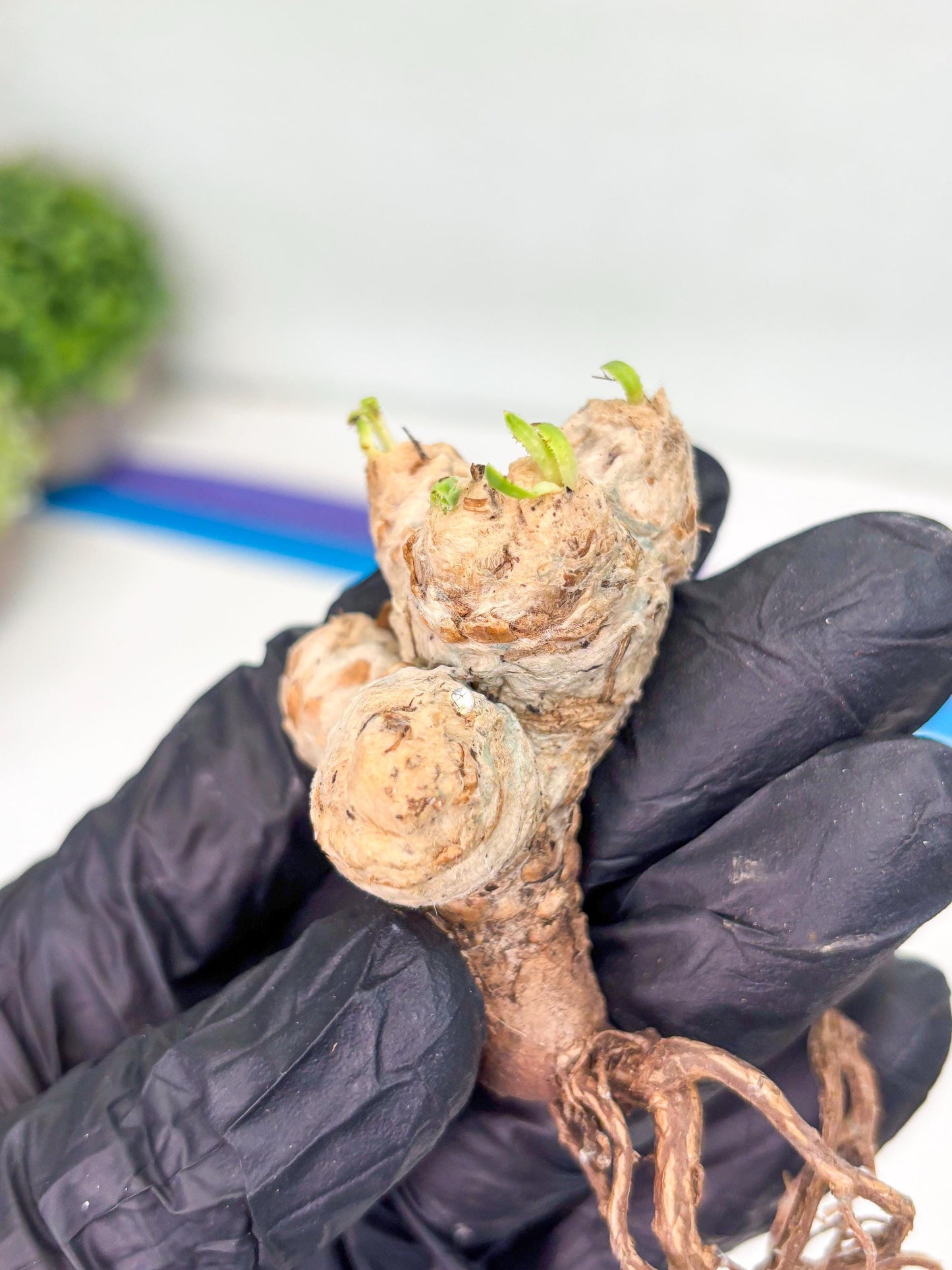 Rare Cactus (Y) | ONLY for Advanced Grower!!