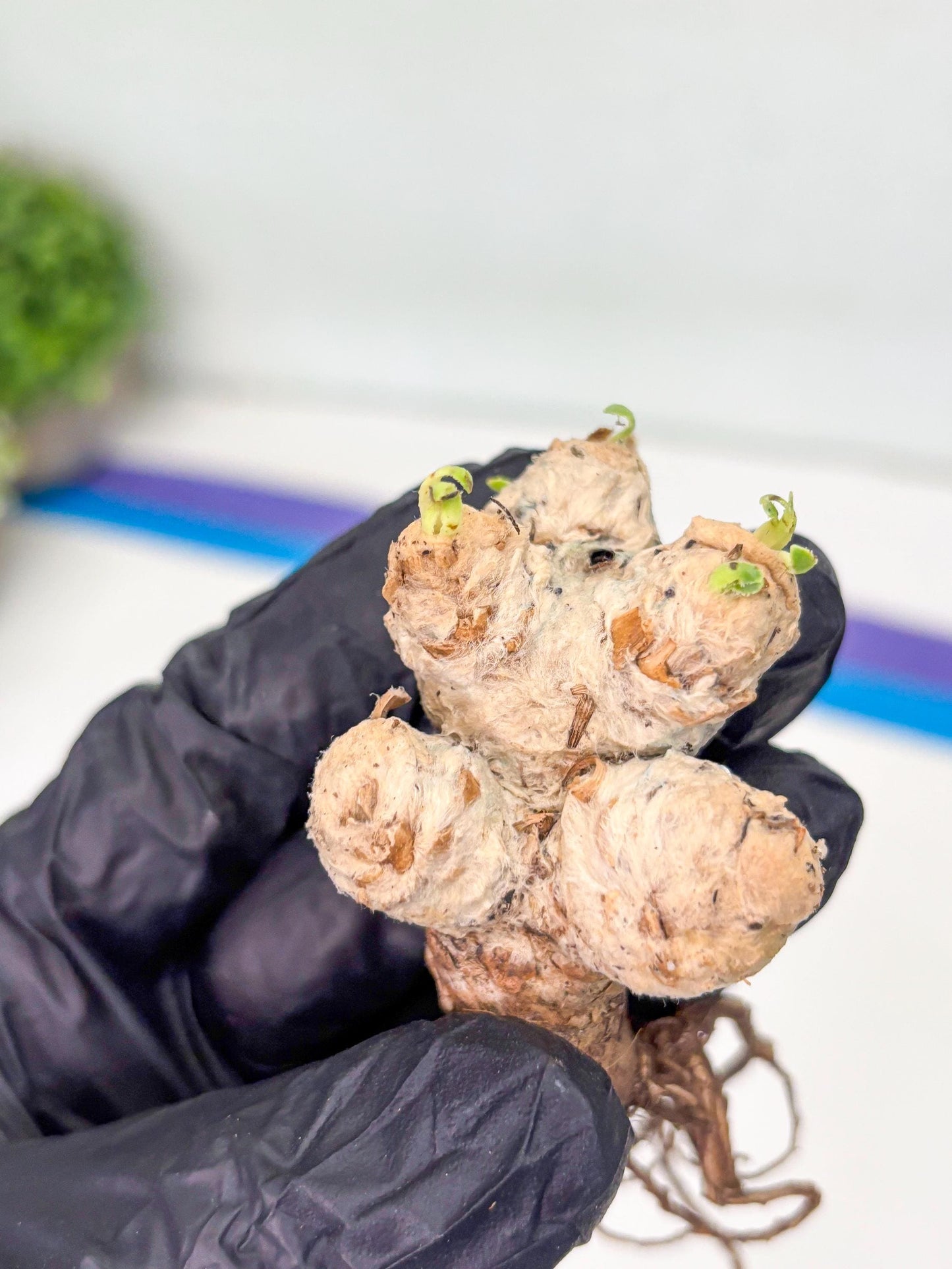 Rare Cactus (Y) | ONLY for Advanced Grower!!