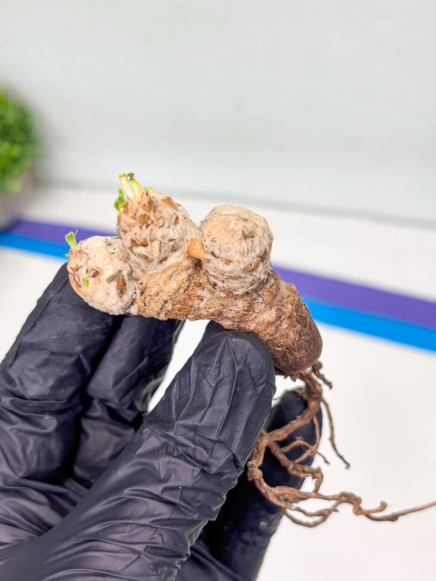 Rare Cactus (Y) | ONLY for Advanced Grower!!