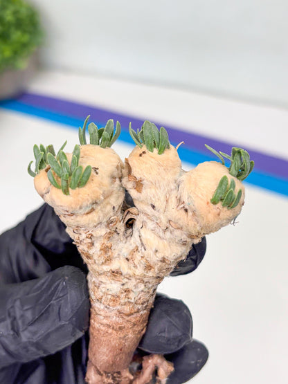 Rare Cactus (Blue) | ONLY for Advanced Grower!!