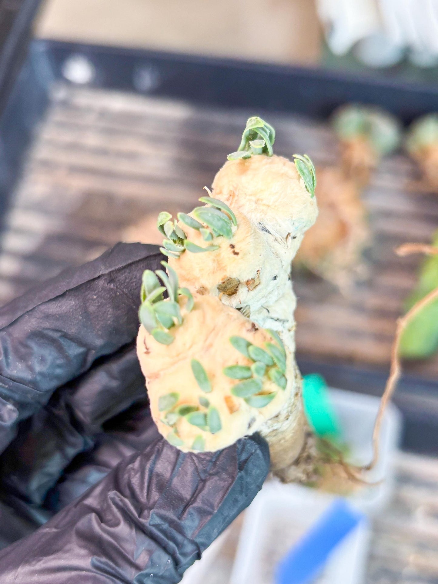 Rare Cactus (Blue) | ONLY for Advanced Grower!!