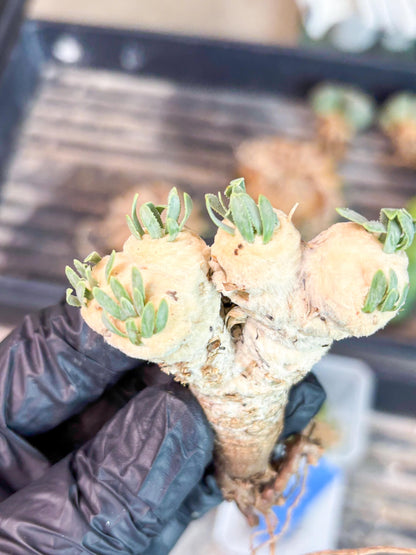 Rare Cactus (Blue) | ONLY for Advanced Grower!!