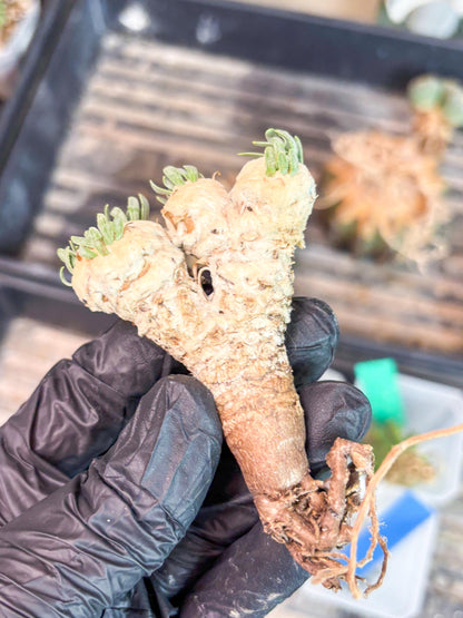 Rare Cactus (Blue) | ONLY for Advanced Grower!!