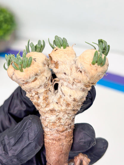 Rare Cactus (Blue) | ONLY for Advanced Grower!!