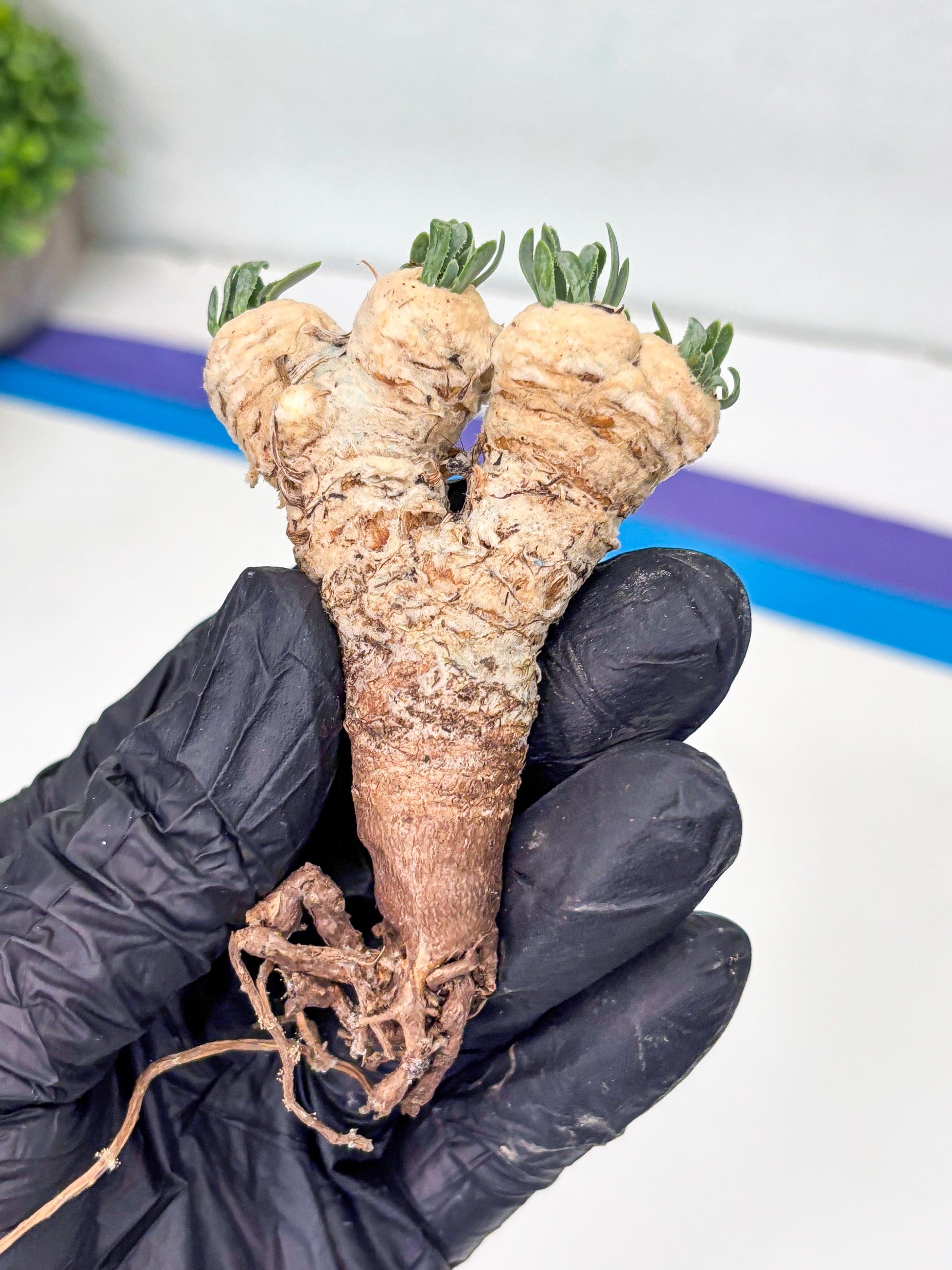 Rare Cactus (Blue) | ONLY for Advanced Grower!!