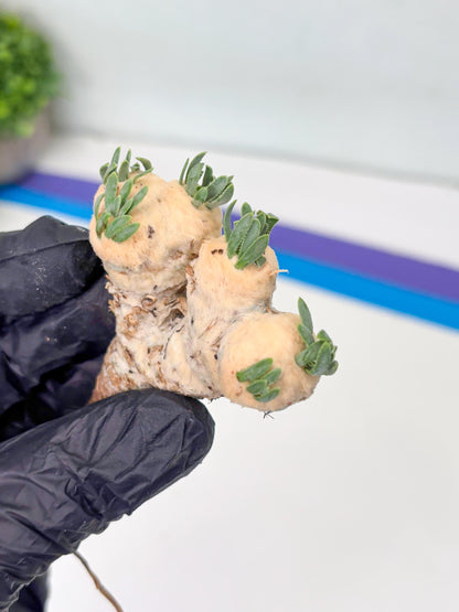 Rare Cactus (Blue) | ONLY for Advanced Grower!!