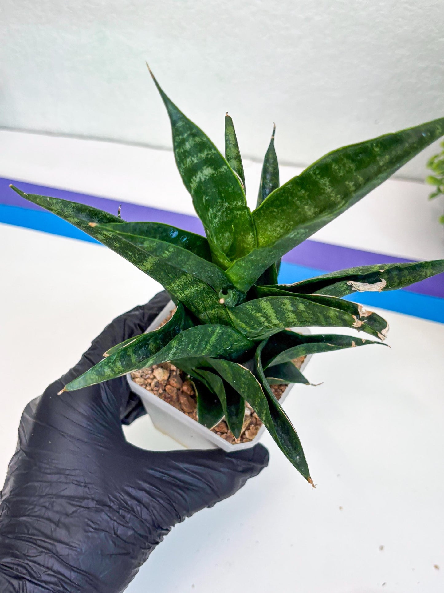 Sansevieria Argopuro (Ha35) | Imported Plant