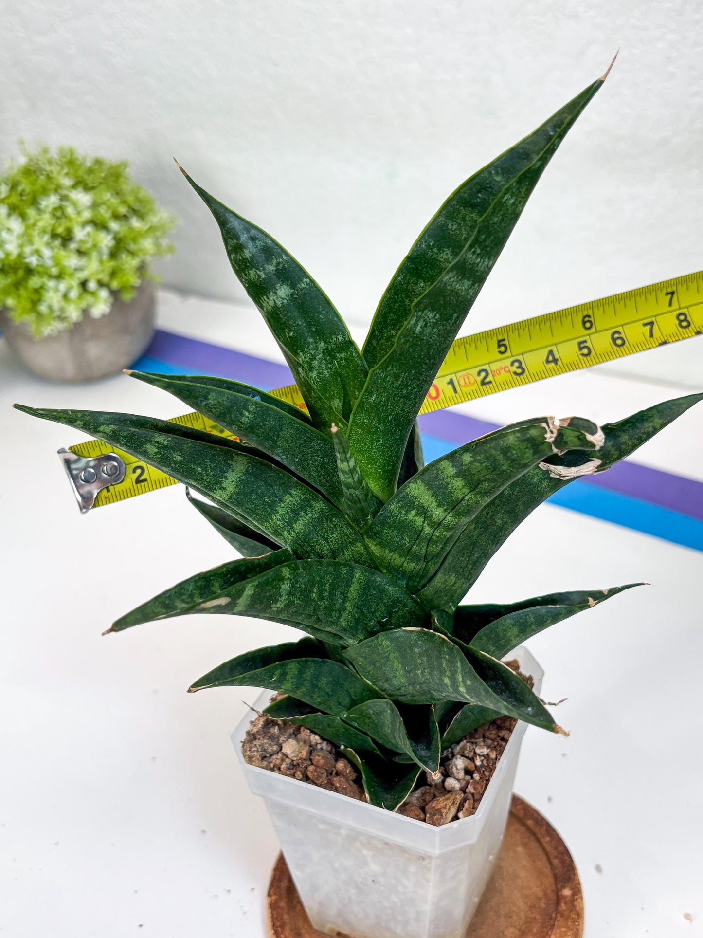Sansevieria Argopuro (Ha35) | Imported Plant