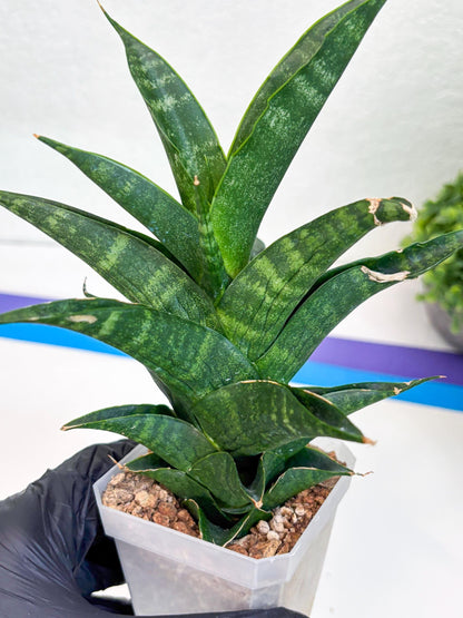Sansevieria Argopuro (Ha35) | Imported Plant