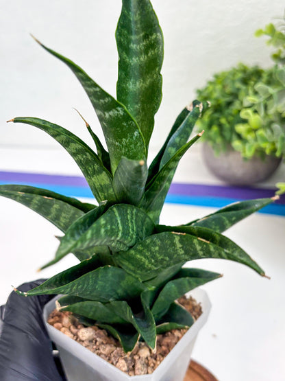 Sansevieria Argopuro (Ha35) | Imported Plant