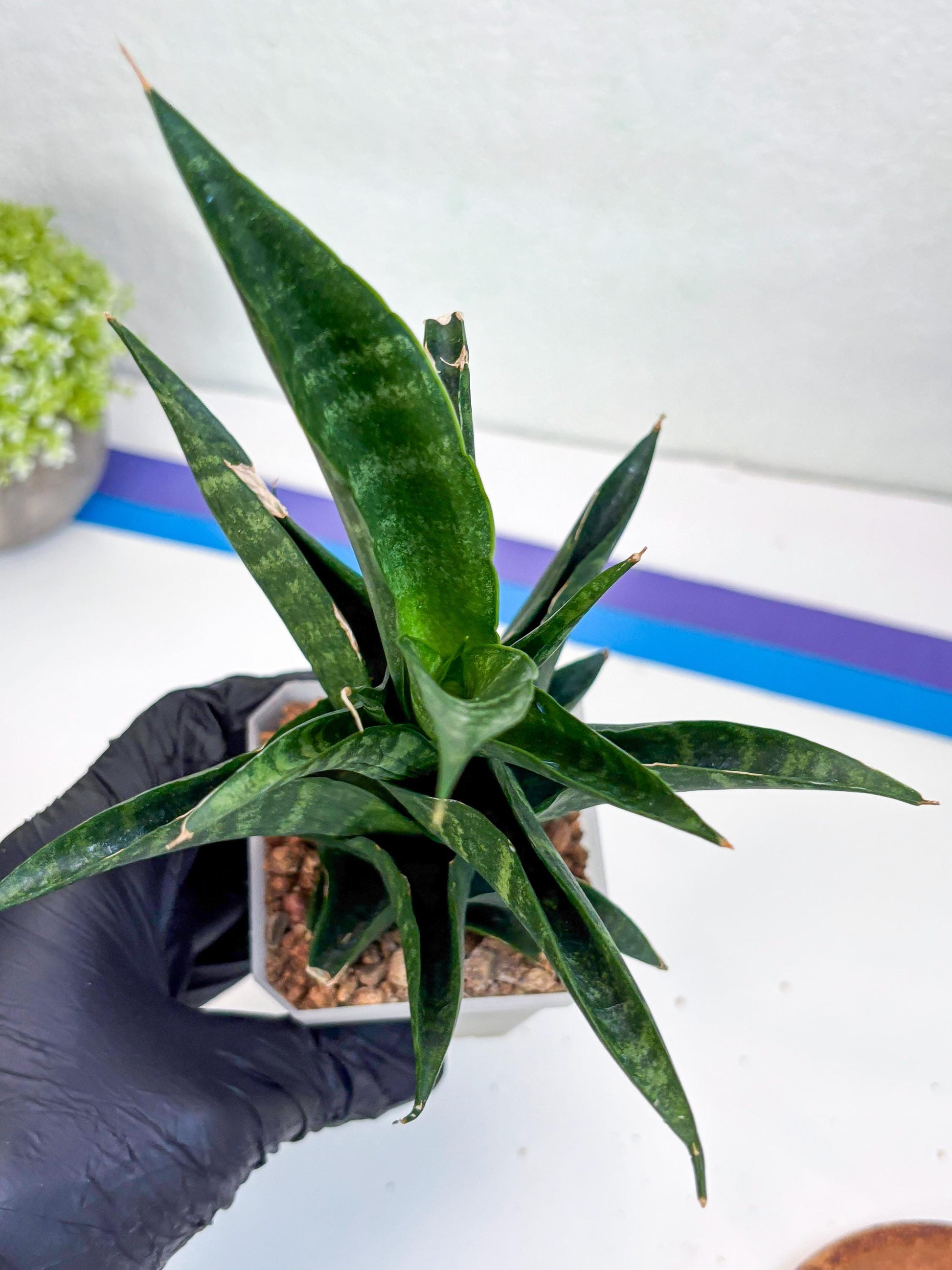 Sansevieria Argopuro (Ha35) | Imported Plant