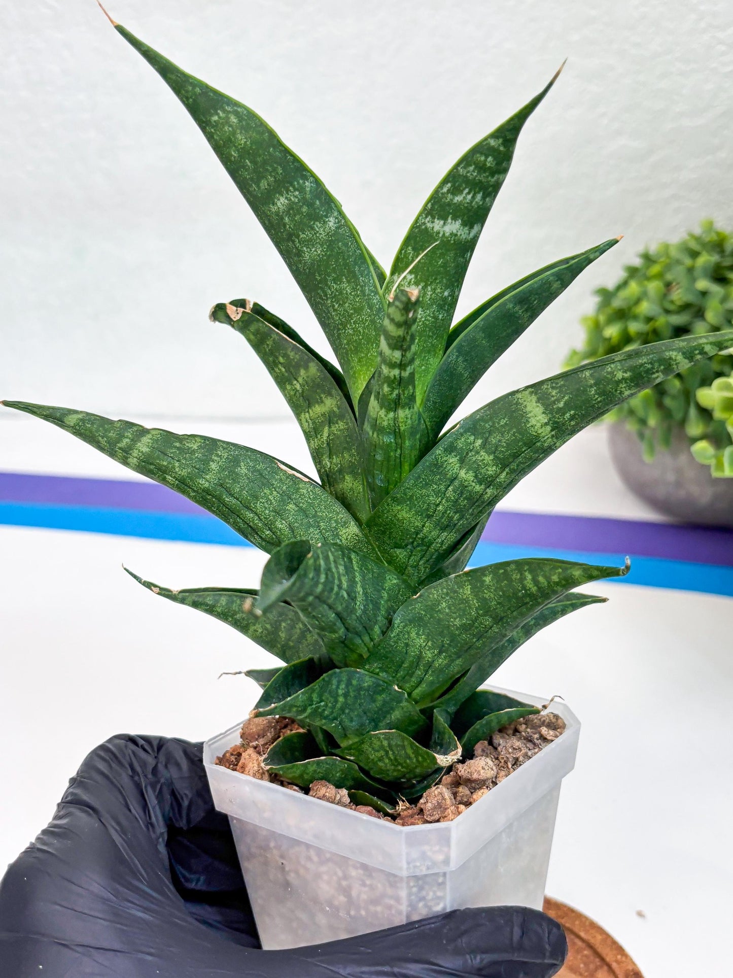Sansevieria Argopuro (Ha35) | Imported Plant