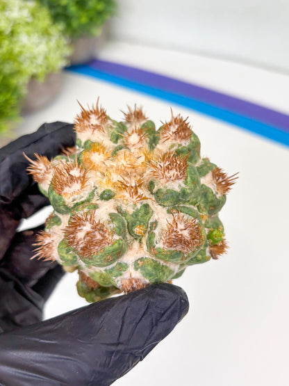 Coryphantha Elephantidens Thorn Crested | Imported Cactus | Rare Succulent