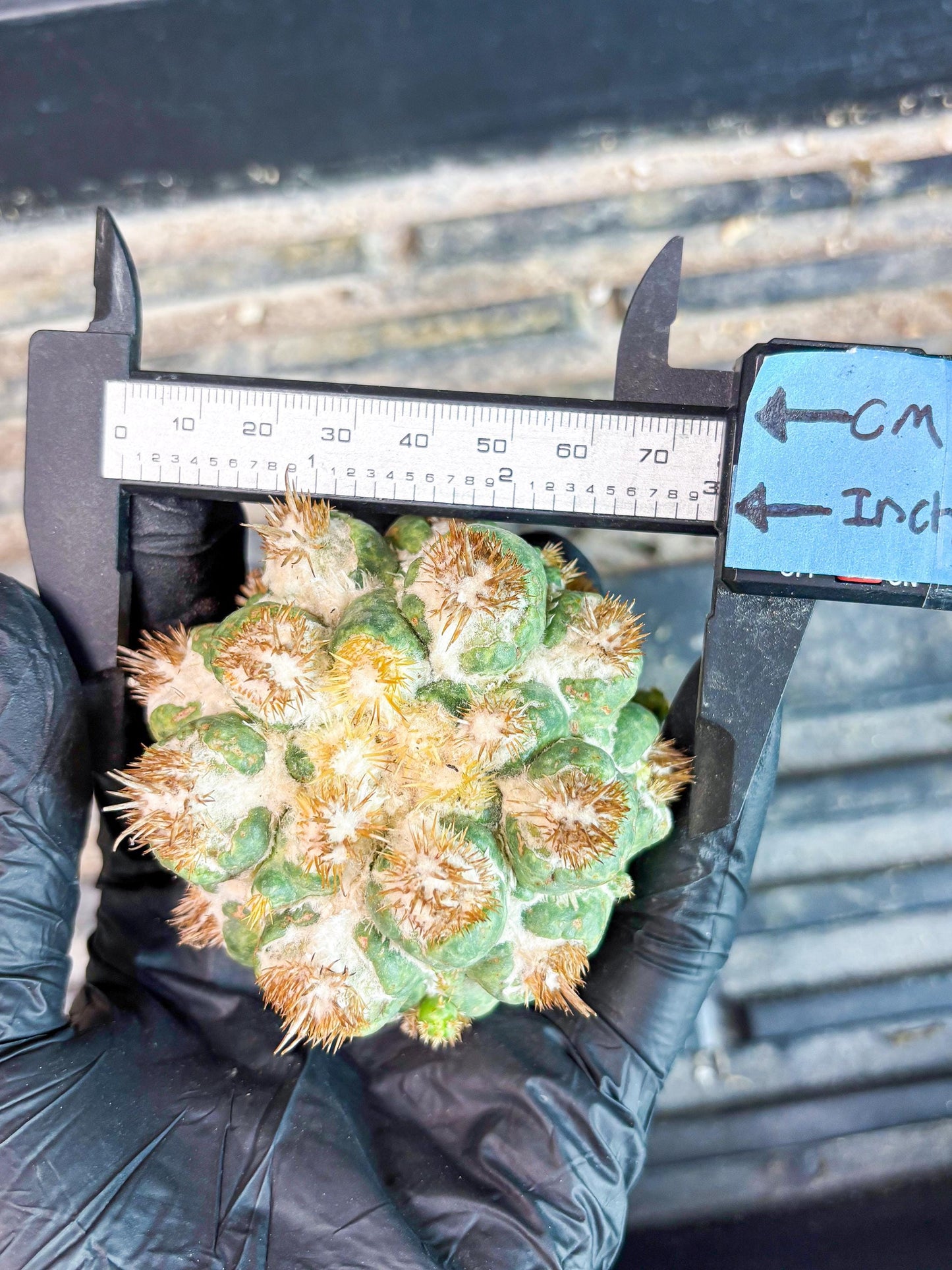 Coryphantha Elephantidens Thorn Crested | Imported Cactus | Rare Succulent