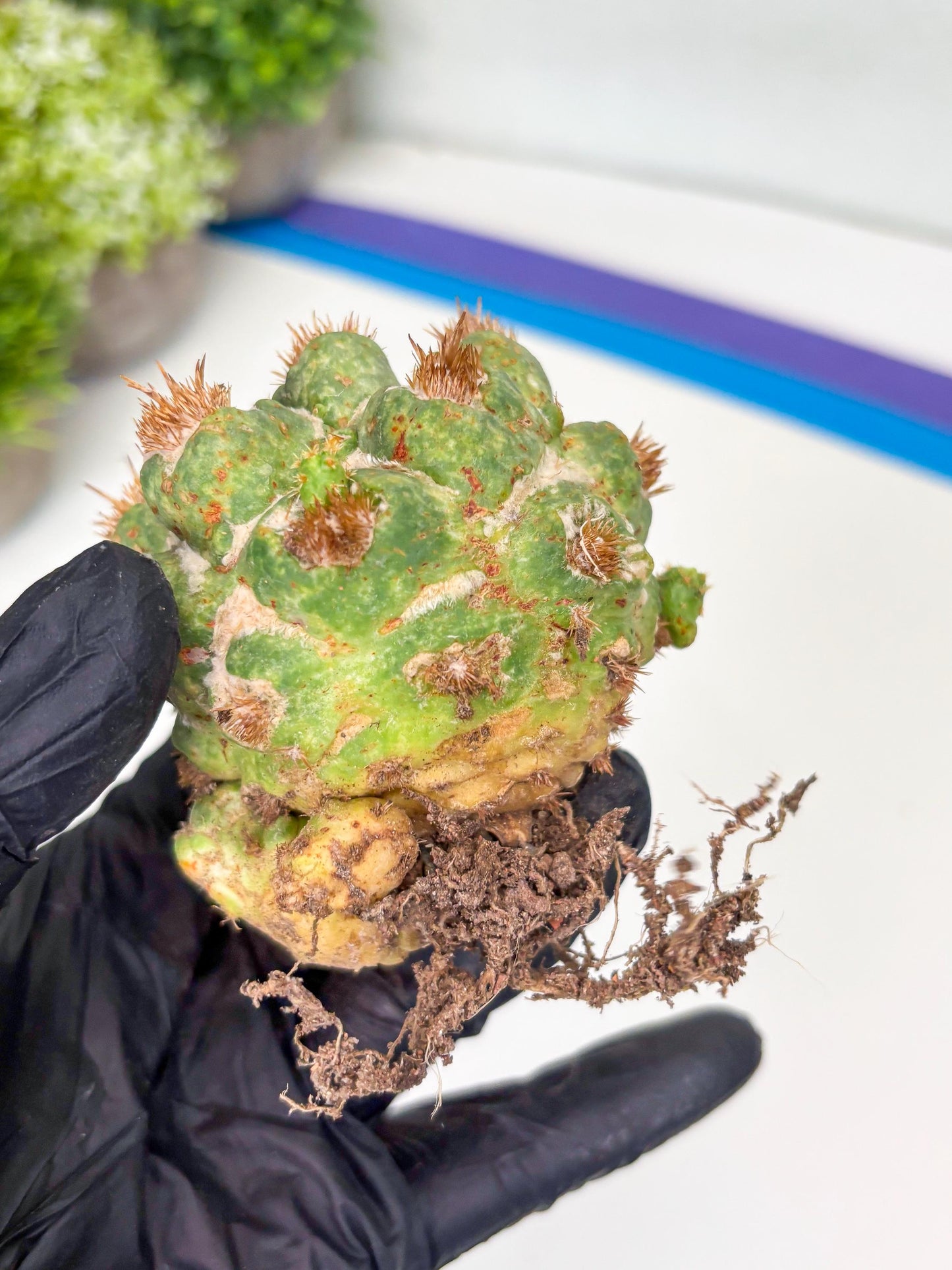 Coryphantha Elephantidens Thorn Crested | Imported Cactus | Rare Succulent