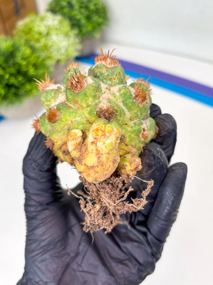 Coryphantha Elephantidens Thorn Crested | Imported Cactus | Rare Succulent