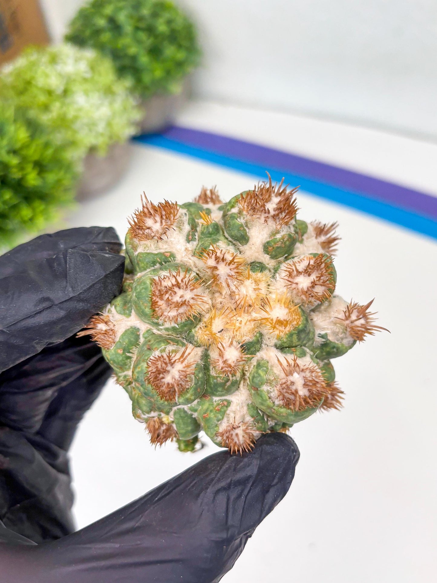 Coryphantha Elephantidens Thorn Crested | Imported Cactus | Rare Succulent