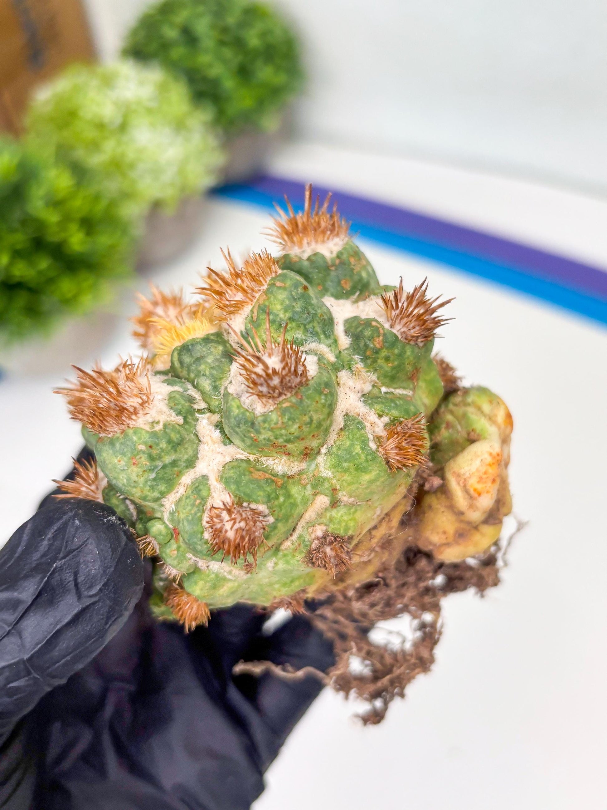 Coryphantha Elephantidens Thorn Crested | Imported Cactus | Rare Succulent