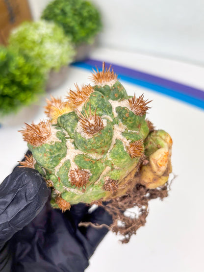 Coryphantha Elephantidens Thorn Crested | Imported Cactus | Rare Succulent