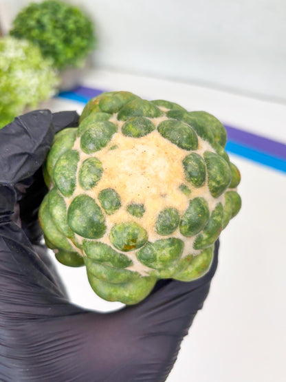 Mature Coryphantha Elephantidens cv. Inermis (#4) | Imported Plants